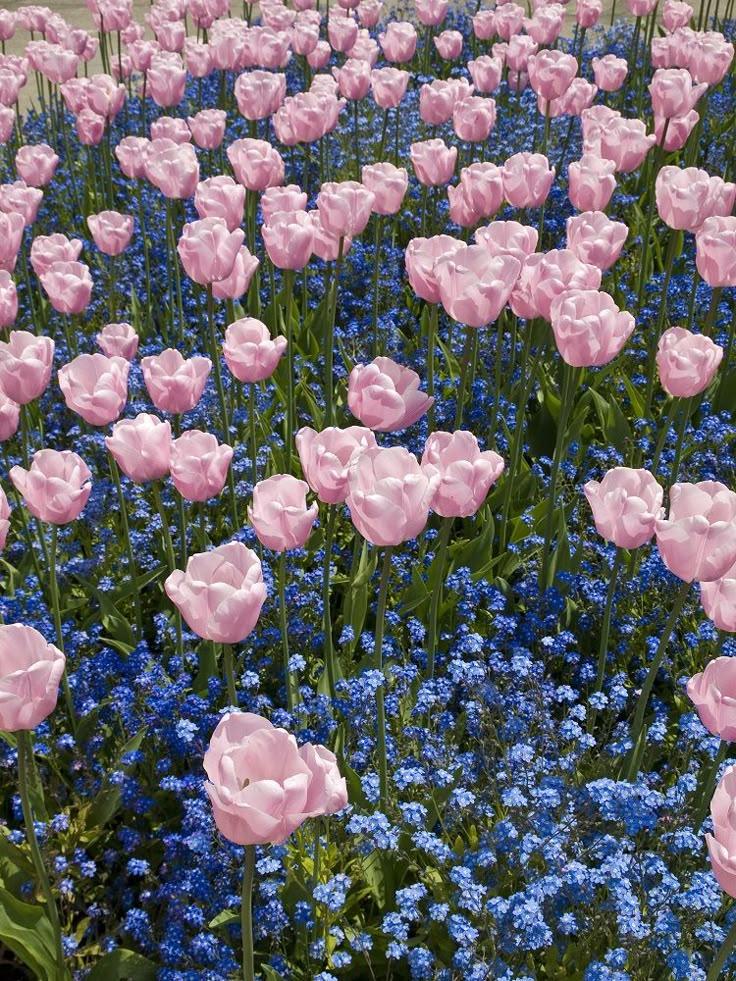 Secret Garden of Vibrant Blooms